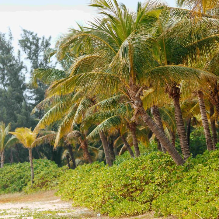 beautiful-sandy-beach-with-tropical-palm-trees-bushes-min beautiful-sandy-beach-with-tropical-palm-trees-bushes-min