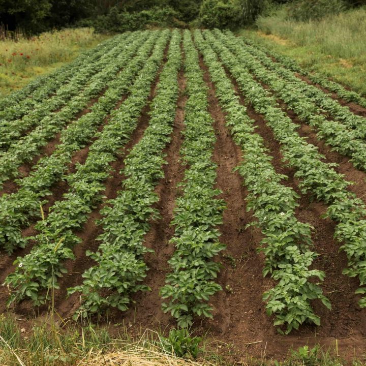 farm-life-with-plants-high-angle-min (2) farm-life-with-plants-high-angle-min (2)