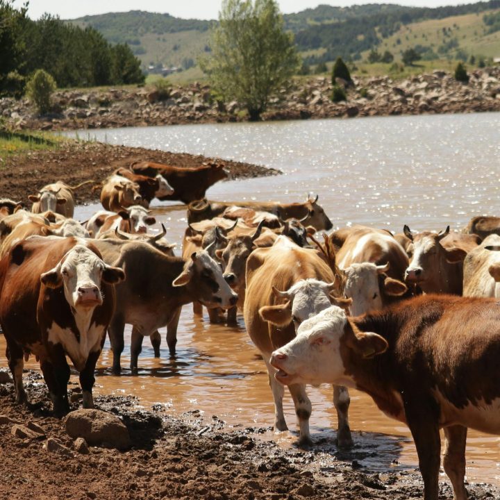 pexels-photo-31699681-31699681 Cattle herd gathered at a pond in rural Giresun, Türkiye, during a sunny day.